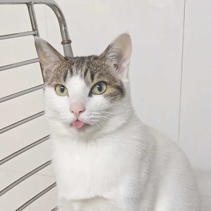 Suyor’s pet named Sumer Suyor’s pet named Sumer