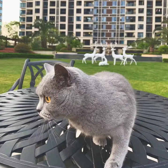 Falida’s pet named Noura Falida’s pet named Noura