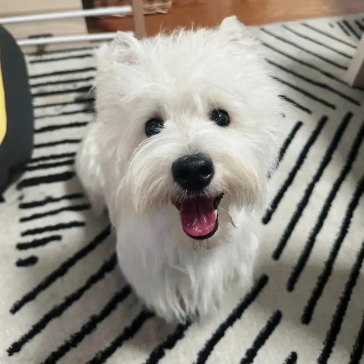 Kwon’s pet named Sock Kwon’s pet named Sock