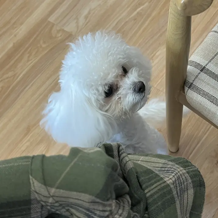 Chole’s pet named SnowWhite Chole’s pet named SnowWhite
