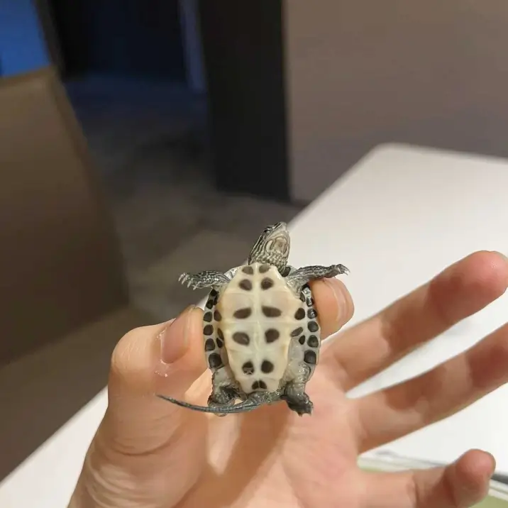 Wei’s pet named Xiaomi Wei’s pet named Xiaomi